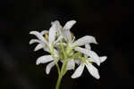 Largeleaf rose gentian